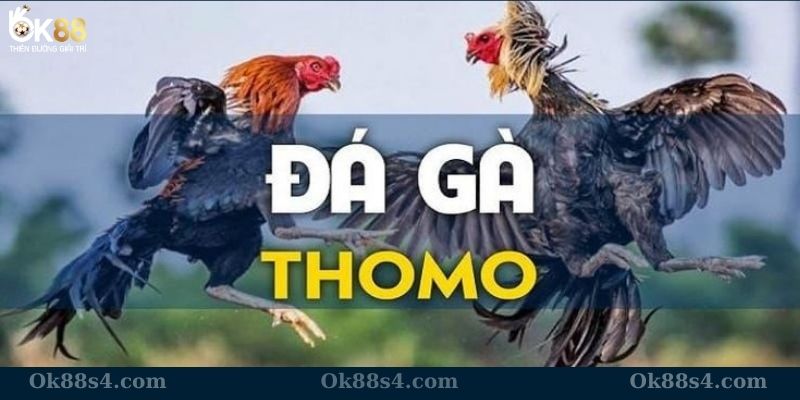 Thông tin cơ bản về đá gà Thomo được yêu thích