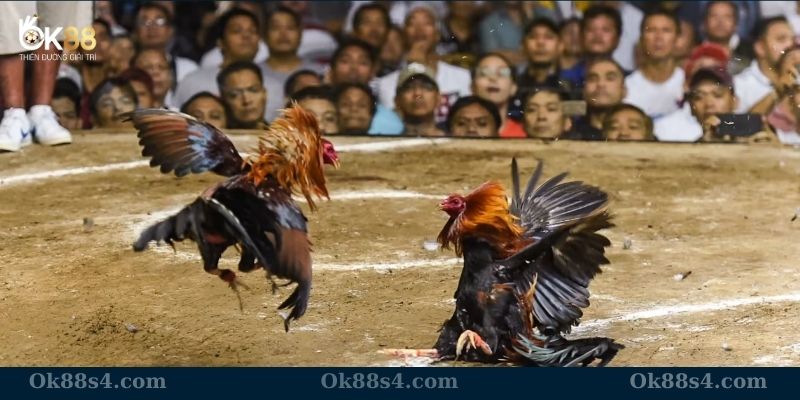 Kinh nghiệm chơi đá gà từ cao thủ